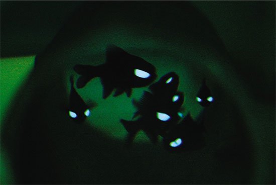 Pretty Splitfin flashlightfish