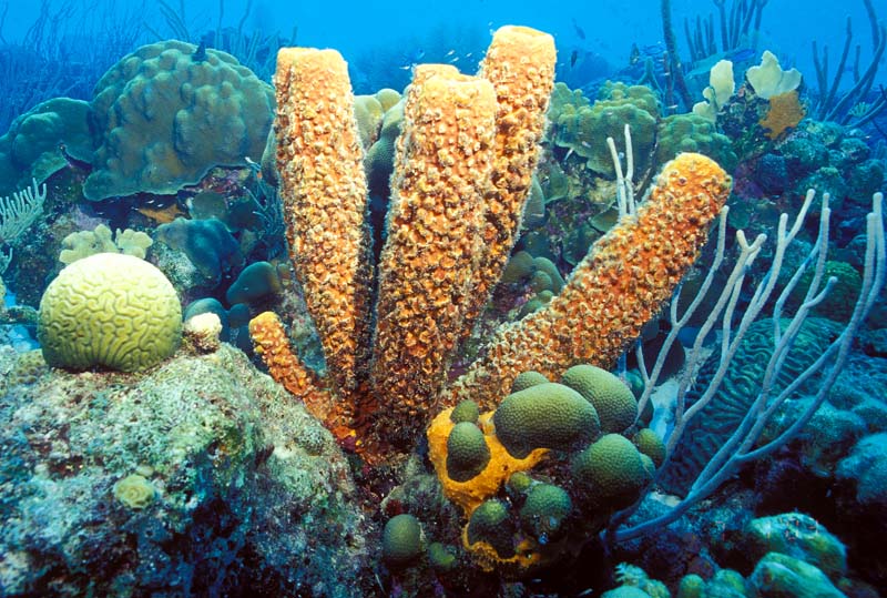Nice Sponge