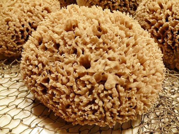 Cute Sponge