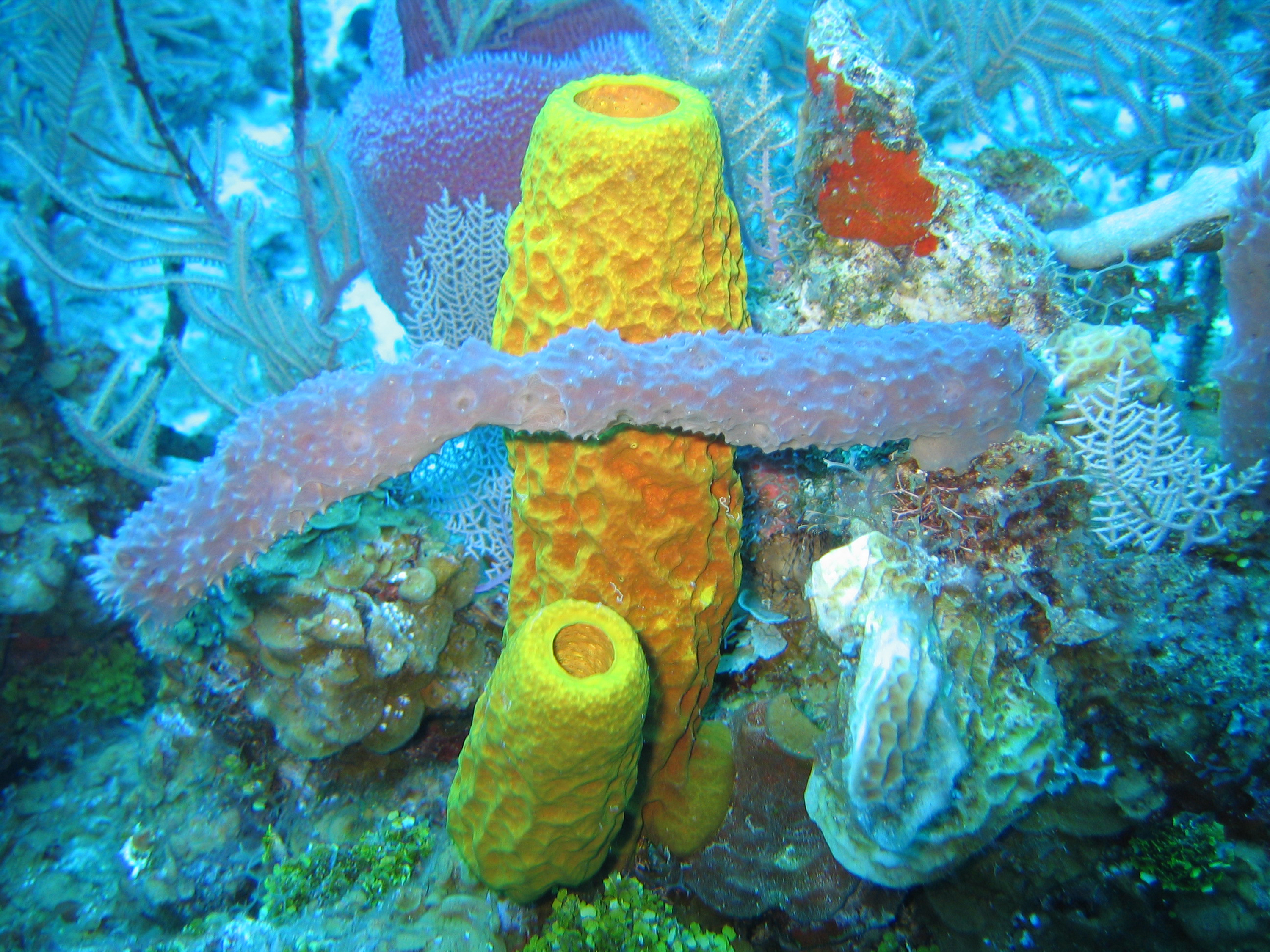 Wallpaper Sponge