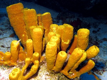 Sponge photo 