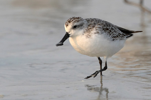 Spoon-billed sandpiper