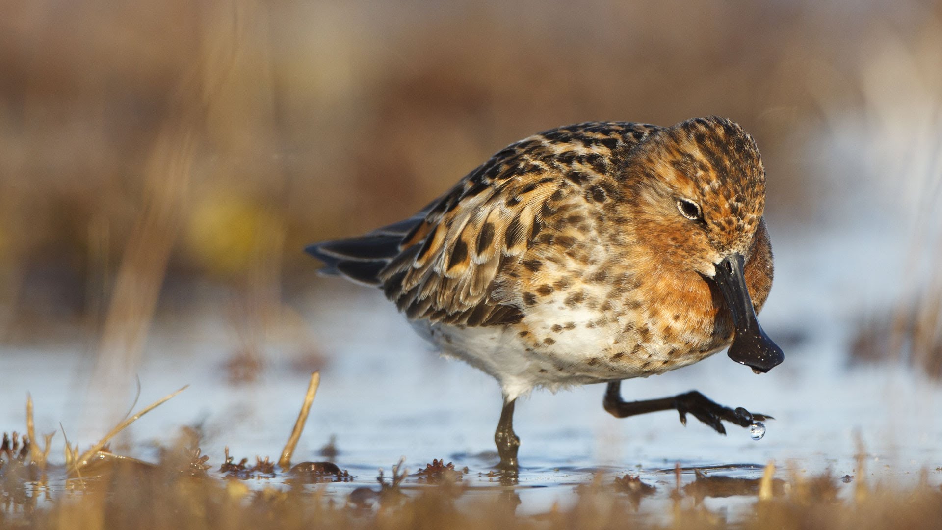 Pretty Spoon-billed sandpiper
