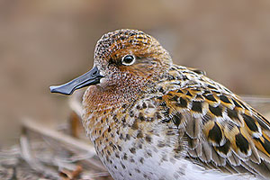 Pretty Spoon-billed sandpiper