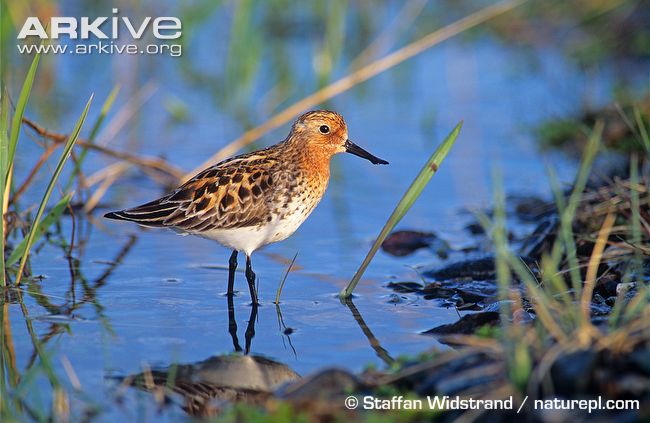 Pretty Spoon-billed sandpiper
