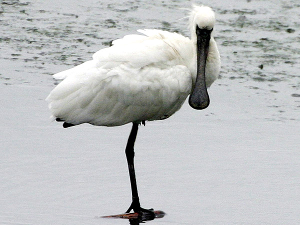 Spoonbill