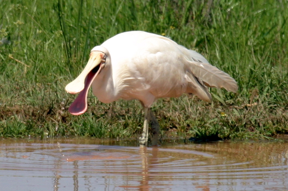 Pretty Spoonbill