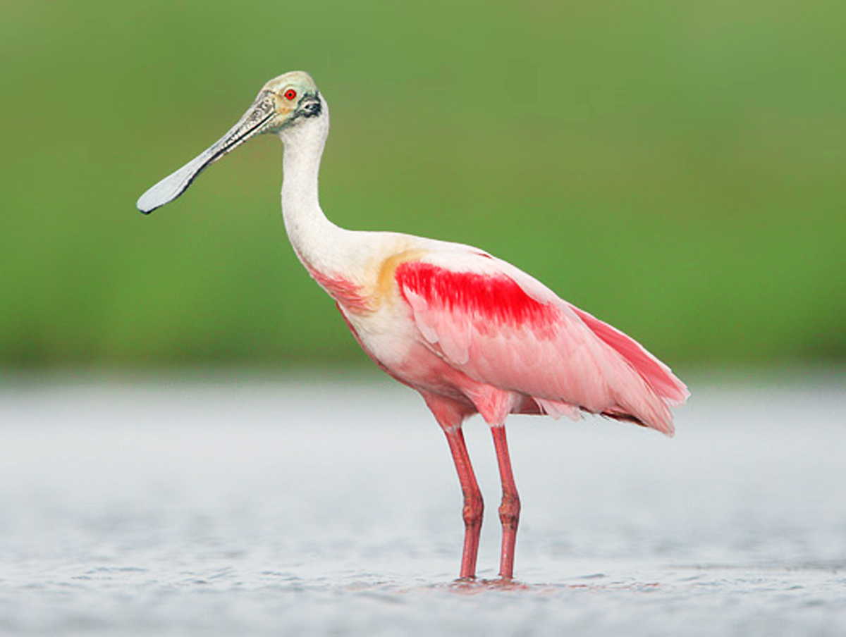 Pretty Spoonbill