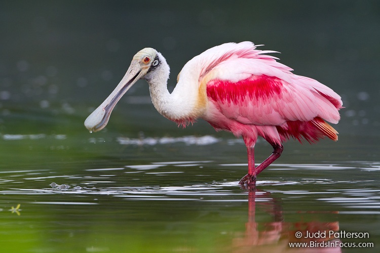 Pretty Spoonbill