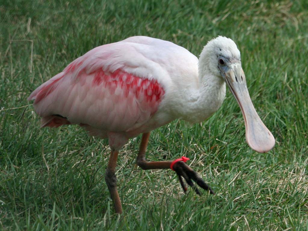 Pretty Spoonbill