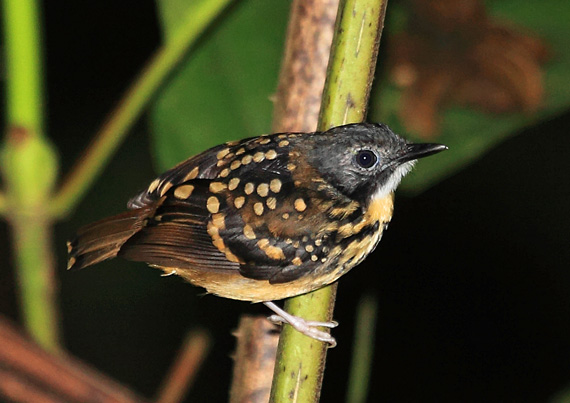 Spot-backed antbird