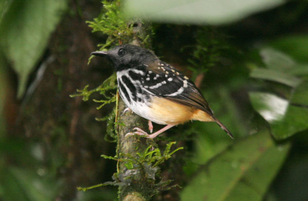 Pretty Spot-backed antbird