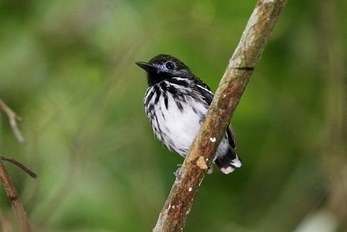 Pretty Spot-backed antbird