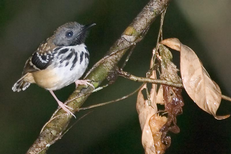 Pretty Spot-backed antbird