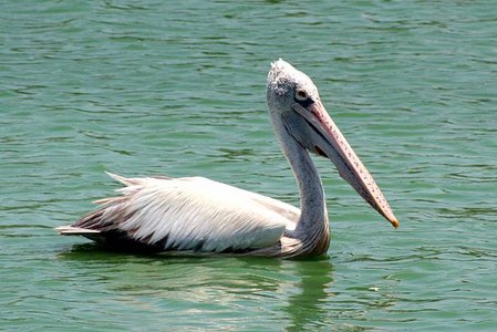 Spot-billed pelican