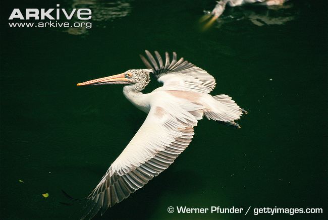 Pretty Spot-billed pelican