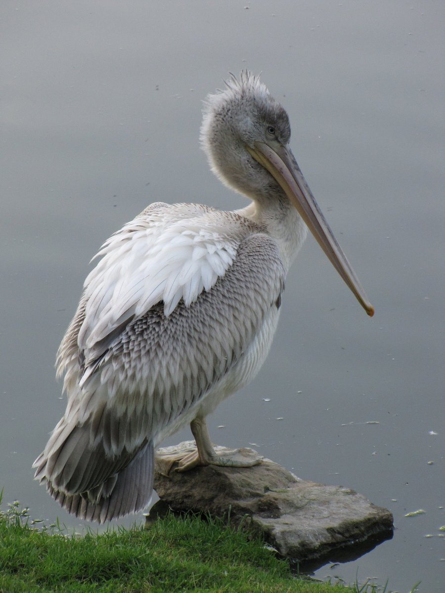 Pretty Spot-billed pelican