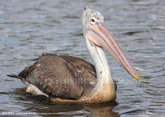 Pretty Spot-billed pelican
