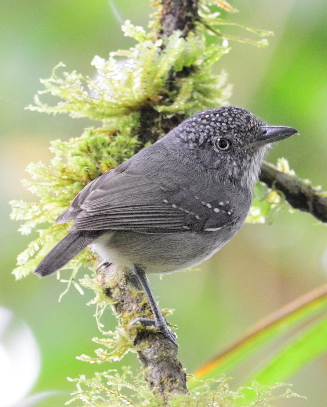 Spot-crowned antvireo
