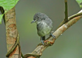 Pretty Spot-crowned antvireo