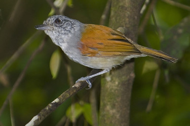 Pretty Spot-crowned antvireo