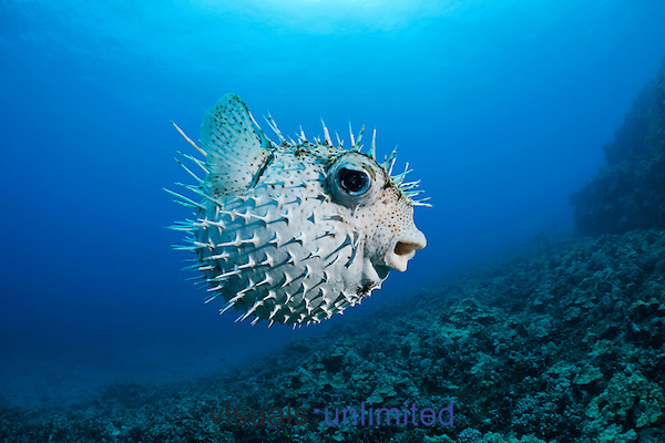 Spot-fin porcupinefish