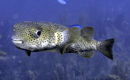 Pretty Spot-fin porcupinefish