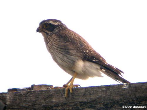 Pretty Spot-winged falconet