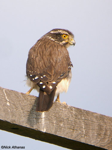 Pretty Spot-winged falconet