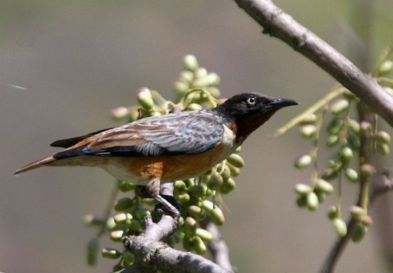Spot-winged starling