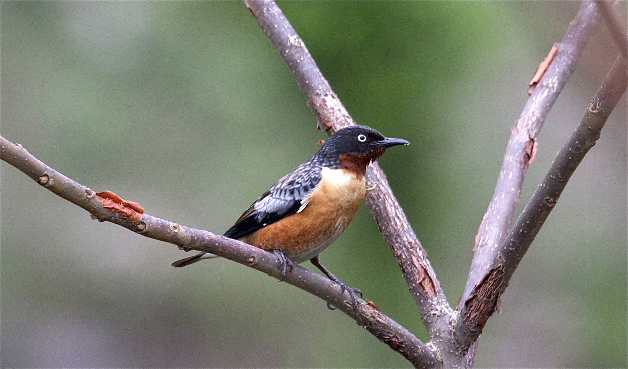 Pretty Spot-winged starling