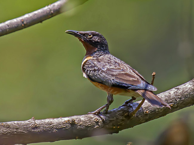 Pretty Spot-winged starling