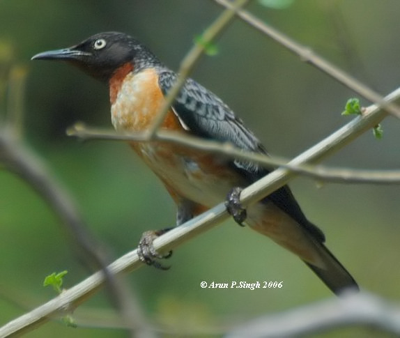 Pretty Spot-winged starling