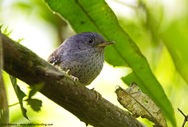 Pretty Spotted bamboowren