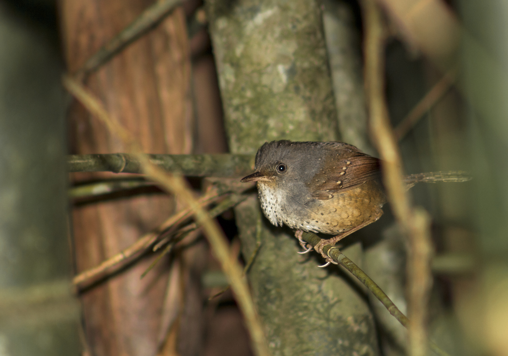 Pretty Spotted bamboowren