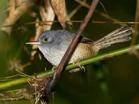 Pretty Spotted bamboowren