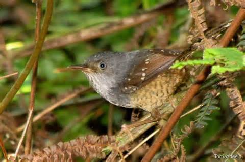 Pretty Spotted bamboowren