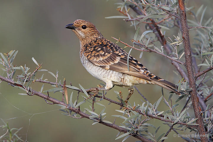 Spotted bowerbird