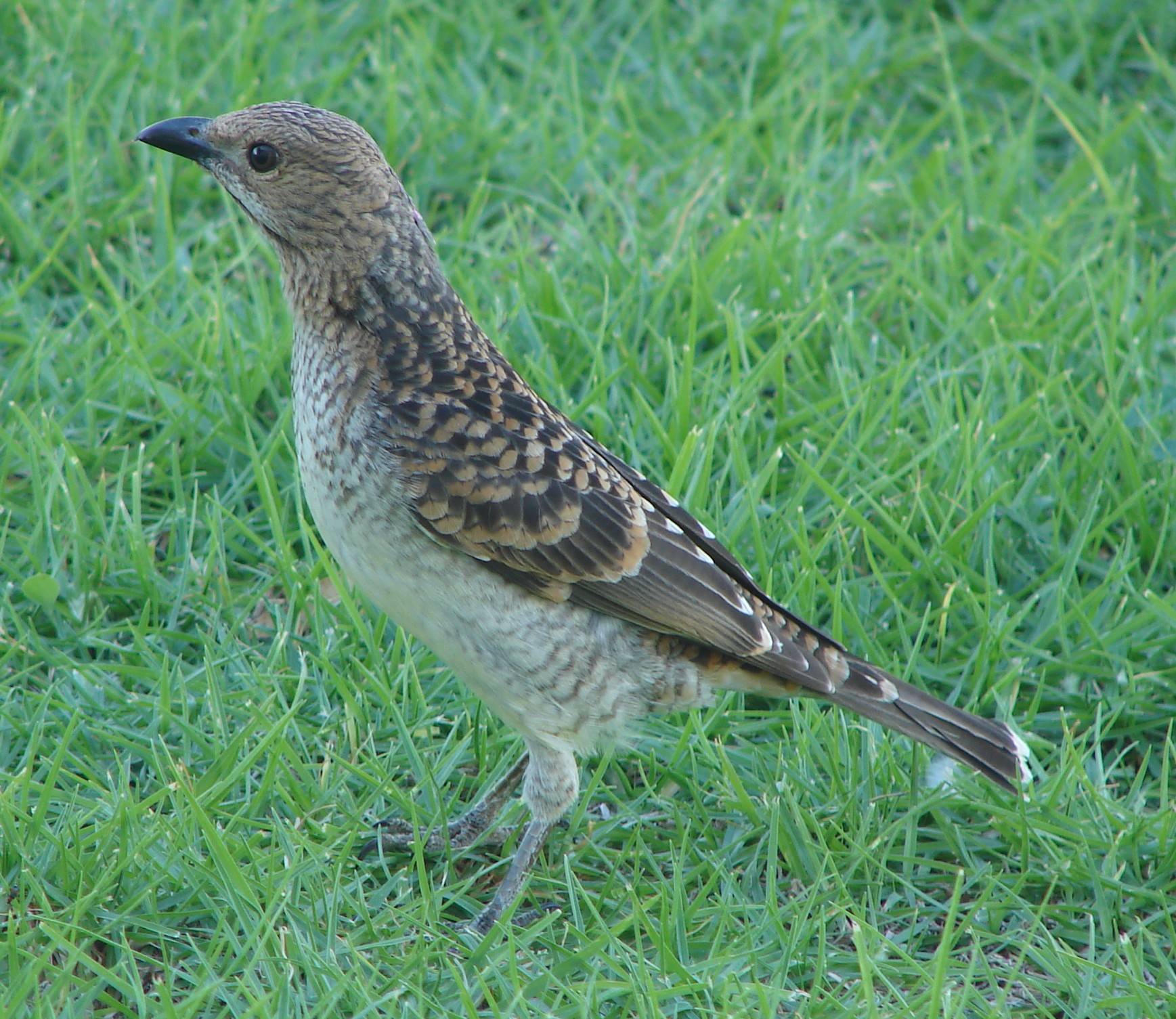 Pretty Spotted bowerbird