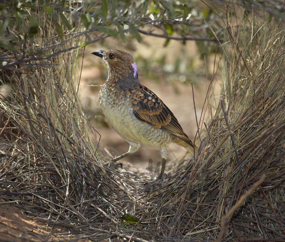 Pretty Spotted bowerbird