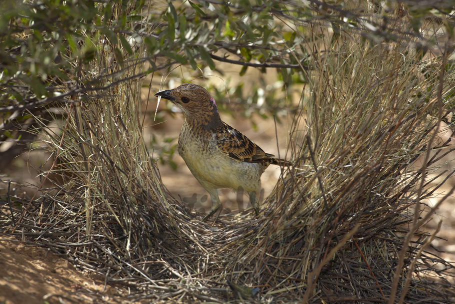 Pretty Spotted bowerbird