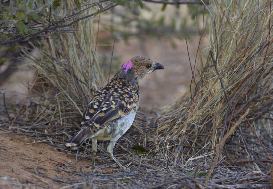 Pretty Spotted bowerbird