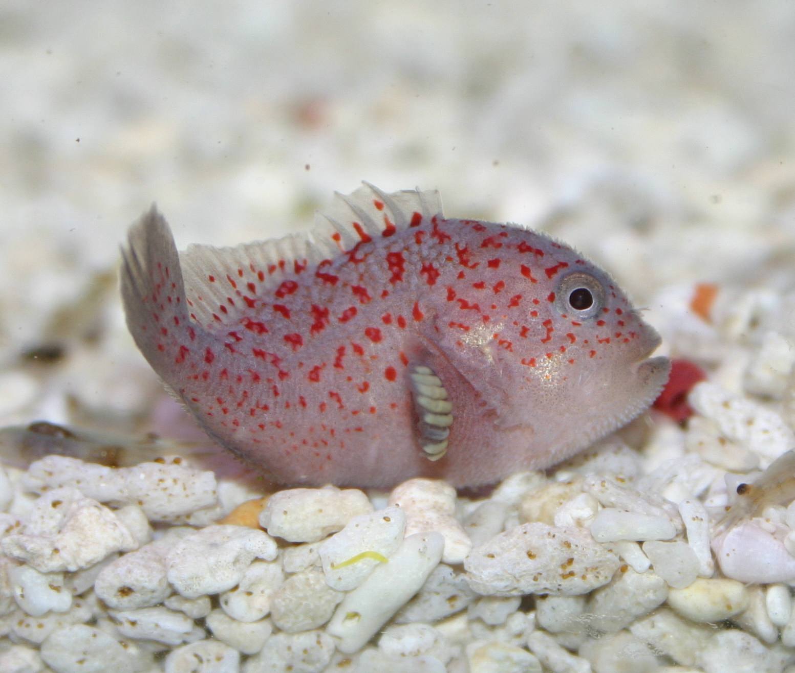 Spotted coral croucher