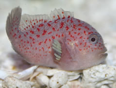 Pretty Spotted coral croucher