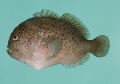Pretty Spotted coral croucher
