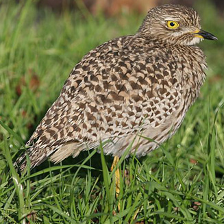 Spotted dikkop