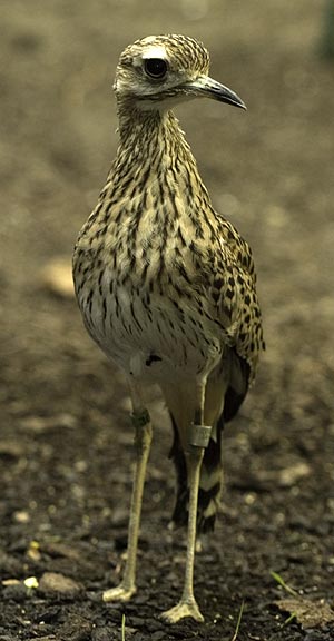 Pretty Spotted dikkop