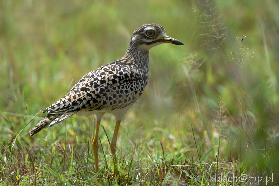 Pretty Spotted dikkop