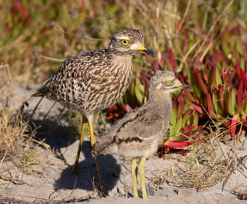Pretty Spotted dikkop