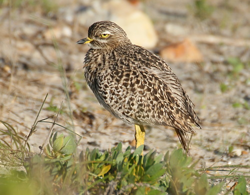 Pretty Spotted dikkop